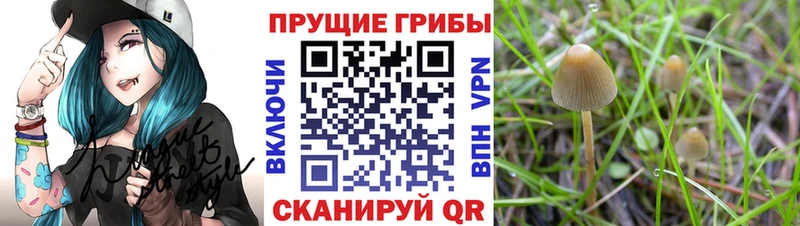Псилоцибиновые грибы прущие грибы Лыткарино